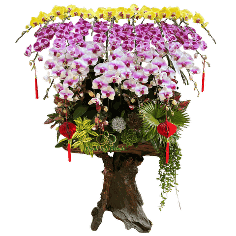 Lan Hồ Điệp Gỗ Lũa Phối Màu 25 Cành - DS068