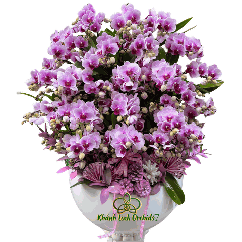 Lan Hồ Điệp Mini Tím 20 Gốc - MN034