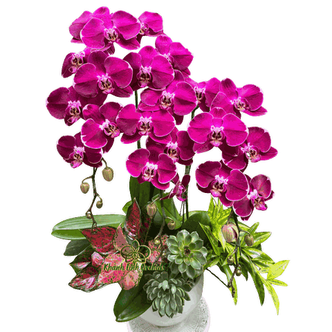 Lan Hồ Điệp Tím MBL005 3 Cành - HDT046