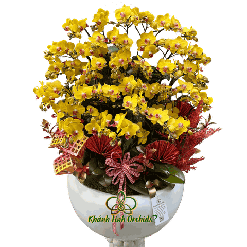 Lan Hồ Điệp Mini Vàng 20 Gốc - MN035