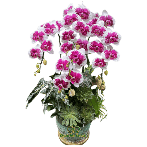 Lan Hồ Điệp Trắng Loang Tím 4 Cành Tiểu Cảnh - DB034