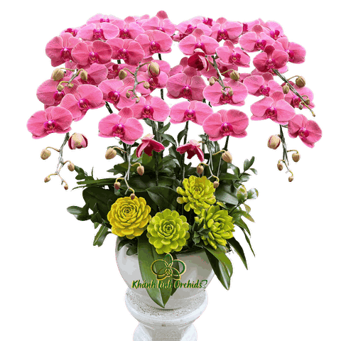 Lan Hồ Điệp Đỏ Cam 8 Cành - HDC042