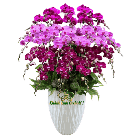 Lan Hồ Điệp Hồng Phối Tím 28 Cành - DS069