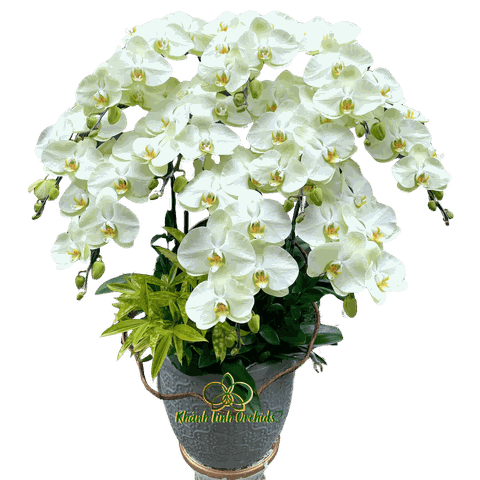 Lan Hồ Điệp Xanh Bơ 10 Cành - HDX023