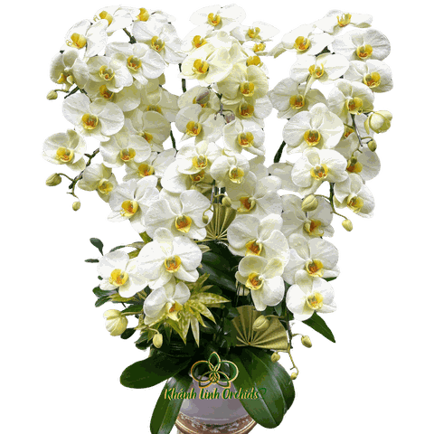 Lan Hồ Điệp Xanh Bơ 8 Cành - HDX022