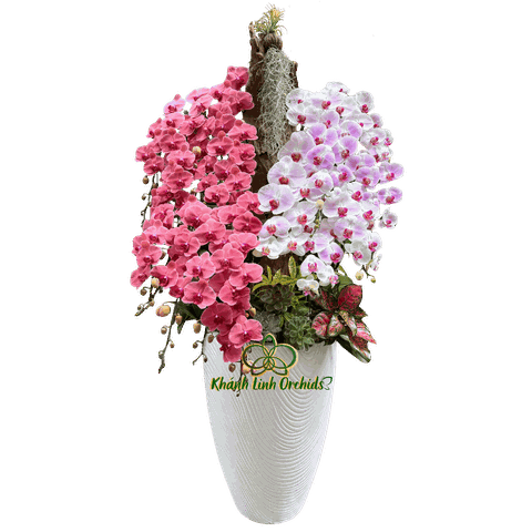 Lan Hồ Điệp Đỏ Cam Phối Trắng Phớt Hồng 25 Cành - DS070