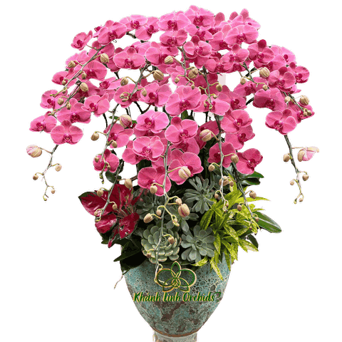 Lan Hồ Điệp Đỏ Cam 15 Cành - HDC029