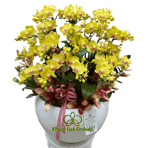 Lan Hồ Điệp Mini Vàng 10 Gốc - MN036