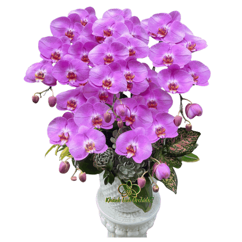 Lan Hồ Điệp Hồng S59 Sen Đá 5 Cành - HDH077