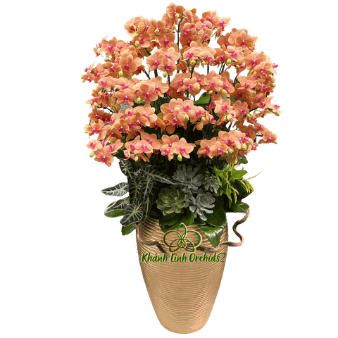 Lan Hồ Điệp Cam Cà Rốt 20 Gốc - HDC030