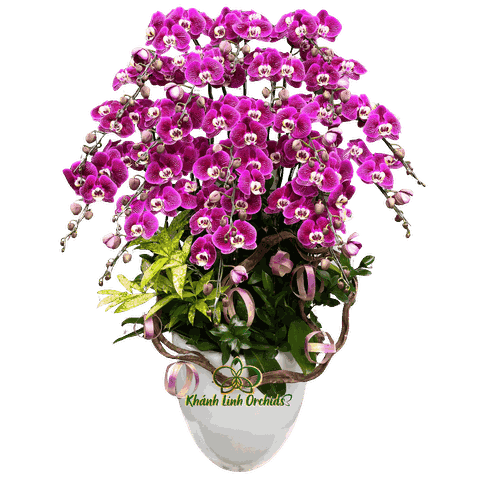 Lan Hồ Điệp Tím Họa Mi 20 Cành - DB035
