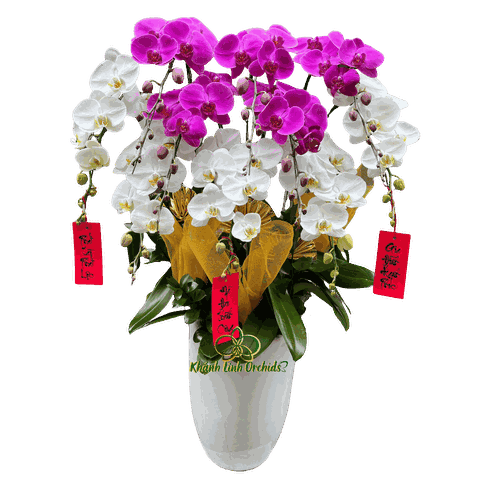 Lan Hồ Điệp Trắng Phối Tím 10 Cành - DS071