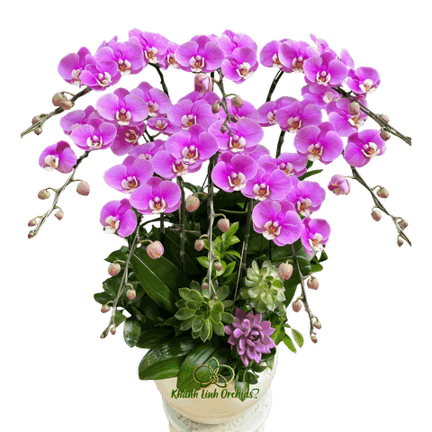 Lan Hồ Điệp Hồng Anna 8 Cành - HDH073