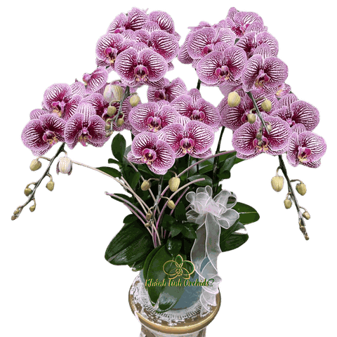 Lan Hồ Điệp Đột Biến 5 Cành - DB036