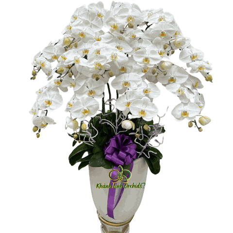 Lan Hồ Điệp Trắng Viếng Tang 12 Cành - HDW042