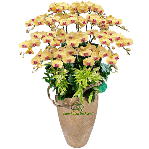 Lan Hồ Điệp Vàng Khai Trương 17 Cành - HDV096