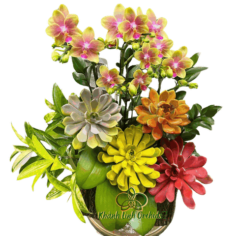 Lan Hồ Điệp Mini Vàng Sen Đá 2 Gốc - MN030