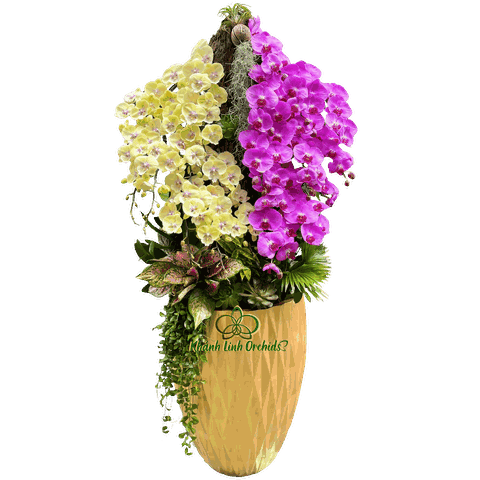 Lan Hồ Điệp Vàng Phối Hồng Kết Hợp Gỗ 25 Cành - DS072