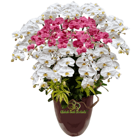 Lan Hồ Điệp Trắng Phối Đỏ Cam 18 Cành - DS037