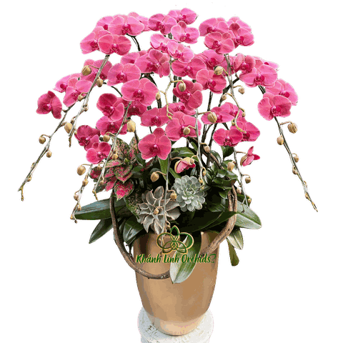 Lan Hồ Điệp Đỏ Cam Sen Đá 10 Cành - HDC039
