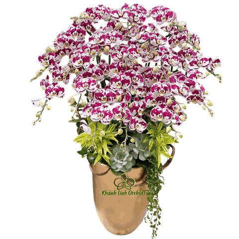 Lan Hồ Điệp Bò Sữa 20 Cành - DB037