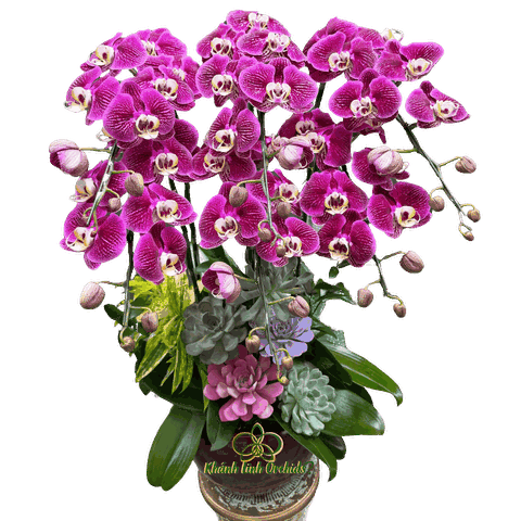 Lan Hồ Điệp Tím Họa Mi Sen Đá 6 Cành - HDT039