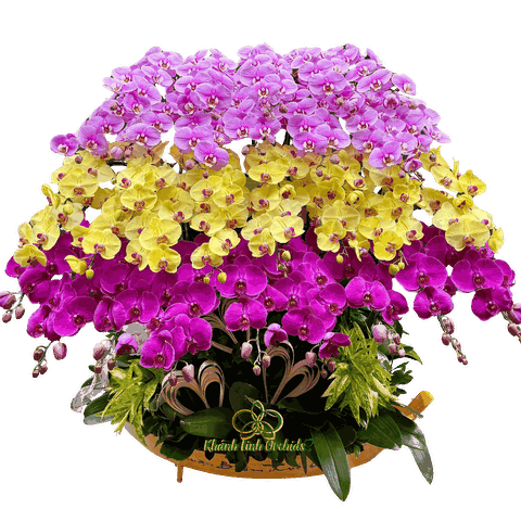 Lan Hồ Điệp Thuyền Thuận Buồm Xuôi Gió 37 Cành - THD06