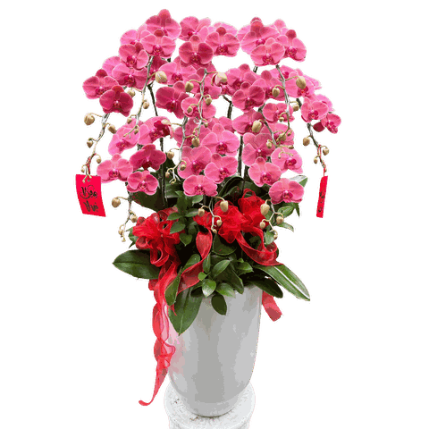 Lan Hồ Điệp Đỏ Cam 11 Cành - HDC040 - Xuân An Khang