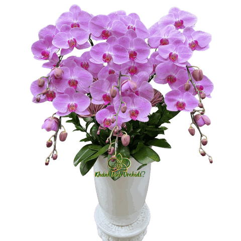 Lan Hồ Điệp Hồng CL243 6 Cành - HDH078