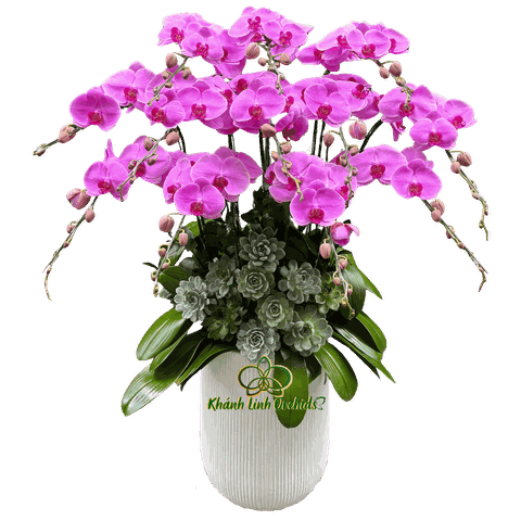 Lan Hồ Điệp Hồng 12 Cành - HDH072