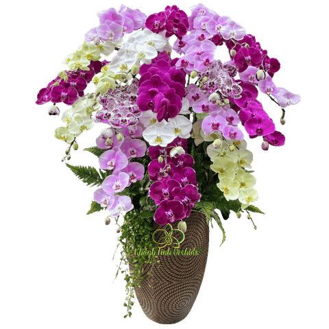 Lan Hồ Điệp Phối Màu Đa Sắc 20 Cành - DS082