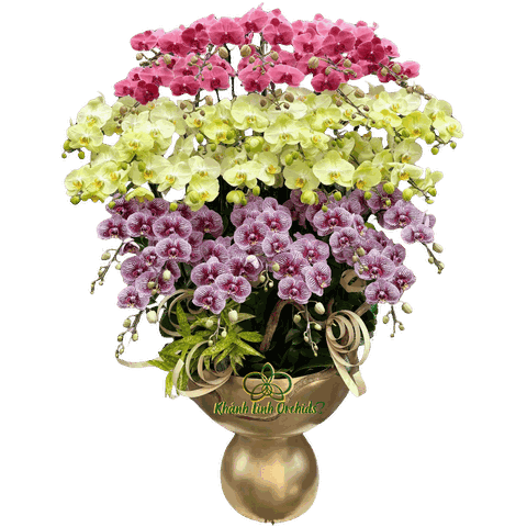 Lan Hồ Điệp Mix 3 Màu 35 Cành - DS038