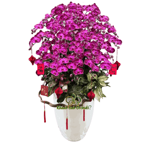 Lan Hồ Điệp Đột Biến JB3629 30 Cành - DB045 - Tết An Khang