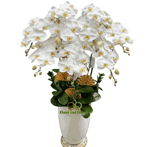 Lan Hồ Điệp Trắng 9 Cành Tinh Khiết - HDW043