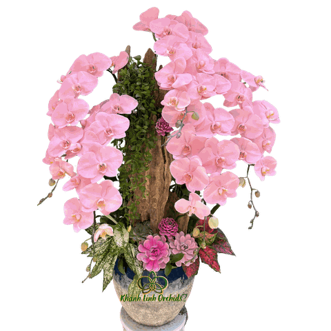Lan Hồ Điệp Phun Hồng Pastel 5 Cành Sen Đá - VIP024