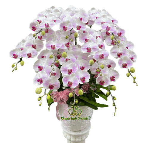 Lan Hồ Điệp Trắng Phớt Hồng 10 Cành - HDW065
