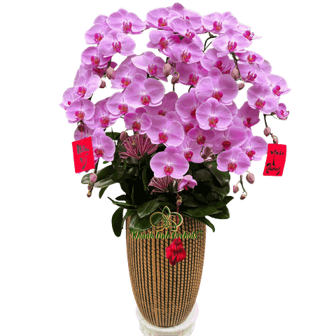 Lan Hồ Điệp Hồng CL243 10 Cành - HDH074 - Phát Tài Phát Lộc