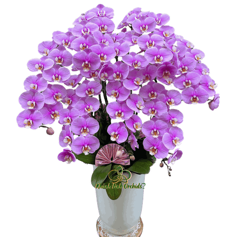 Lan Hồ Điệp Hồng Anna Sinh Nhật 7 Cành - HDH064