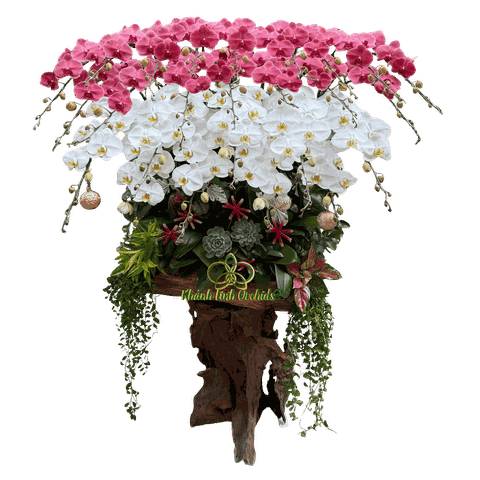 Lan Hồ Điệp Lũa Gỗ Trắng Phối Đỏ Cam 25 Cành - DS047