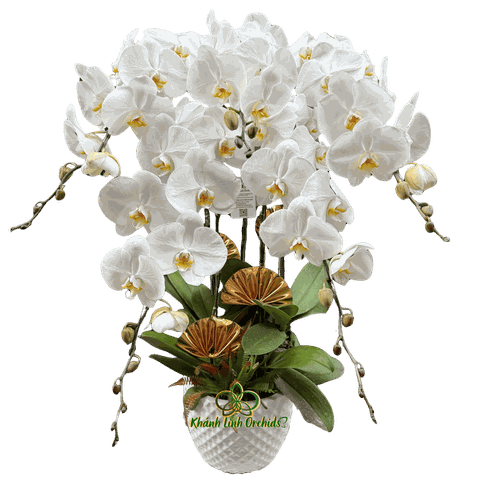 Lan Hồ Điệp Trắng 5 Cành - HDW061