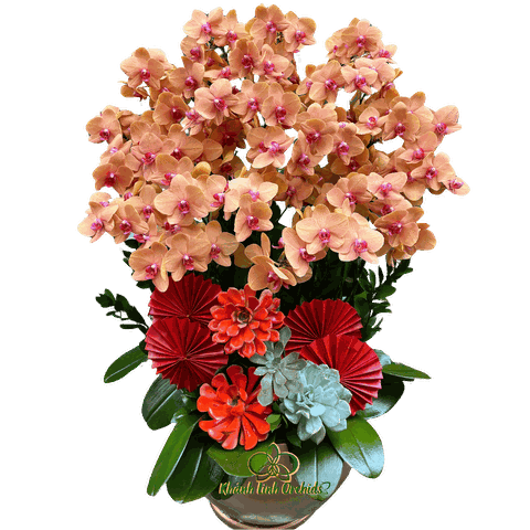 Lan Hồ Điệp Cam Cà Rốt 15 Gốc - HDC031