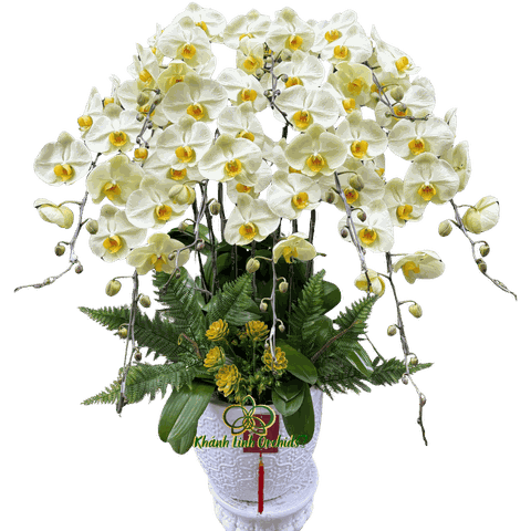 Lan Hồ Điệp Xanh Bơ 10 Cành - HDX029