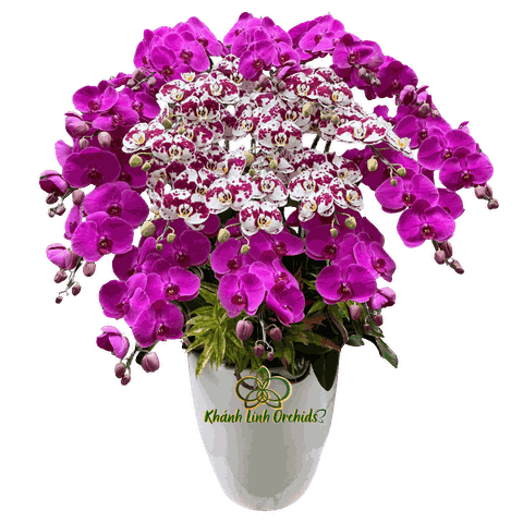 Lan Hồ Điệp Tím Phối Bò Sữa 20 Cành - DS039