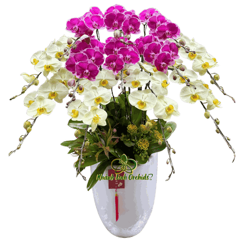 Lan Hồ Điệp Tím Đột Biến Phối Xanh Bơ 12 cành - DS073