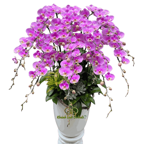 Lan Hồ Điệp Hồng Anna 15 Cành - HDH079