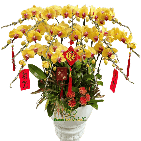 Lan Hồ Điệp Vàng Nghệ 15 Cành - HDV106