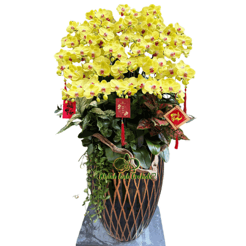 Lan Hồ Điệp Vàng Chanh 30 Cành - HDV107