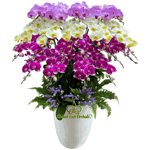 Lan Hồ Điệp Phối 3 Màu 20 Cành - DS074