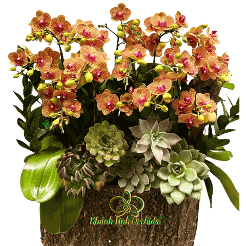 Lan Hồ Điệp Mini Cam 8 Gốc - MN032