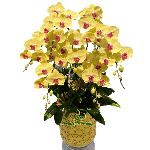 Lan Hồ Điệp Vàng 7 Cành - HDV114